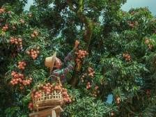 走进“甜美果海”，看“头号工程”怎样头等保障｜船说财政