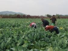 浈江新韶镇200多亩西蓝花成为这个村的“致富花”