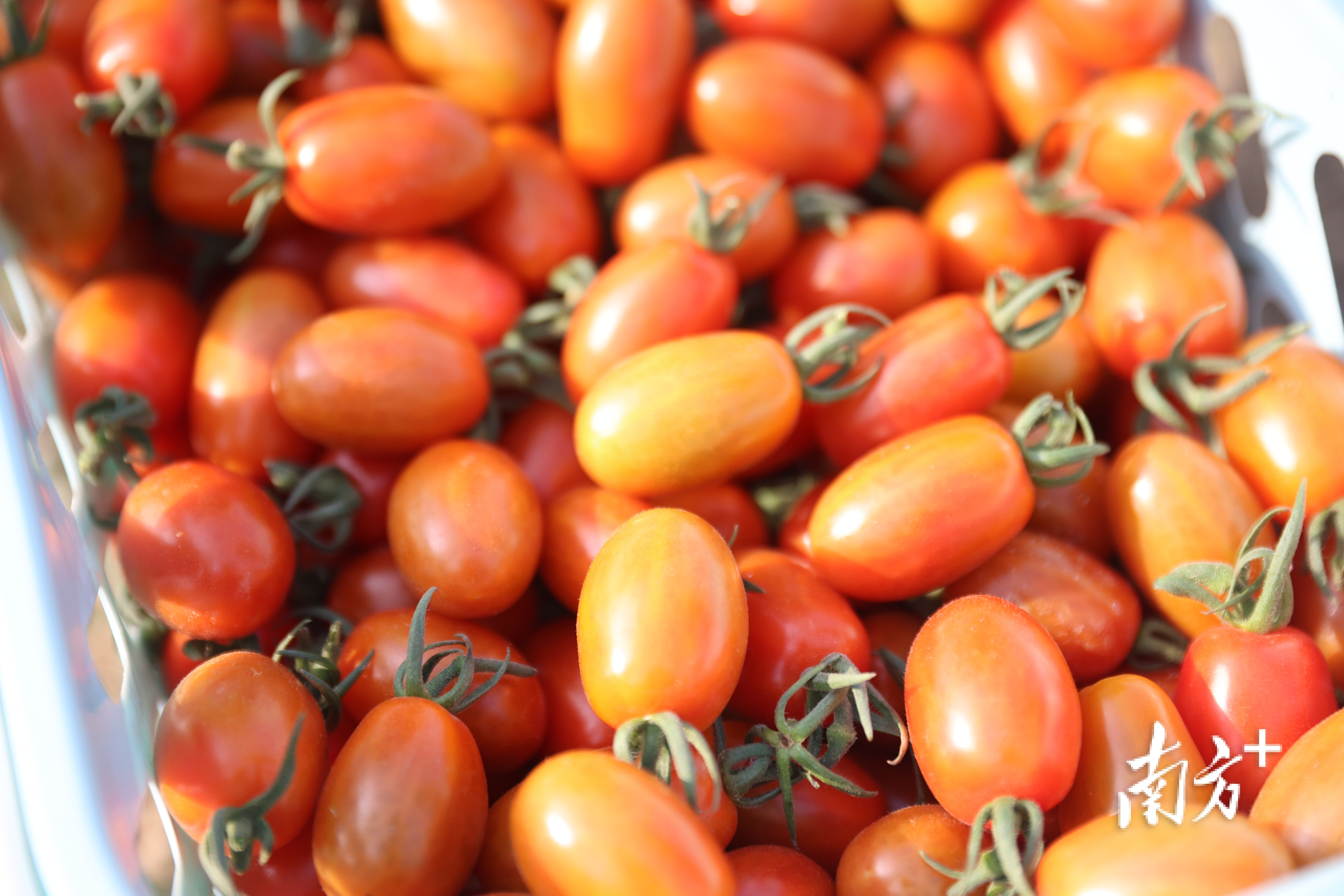 饱满诱人的小番茄。&nbsp;