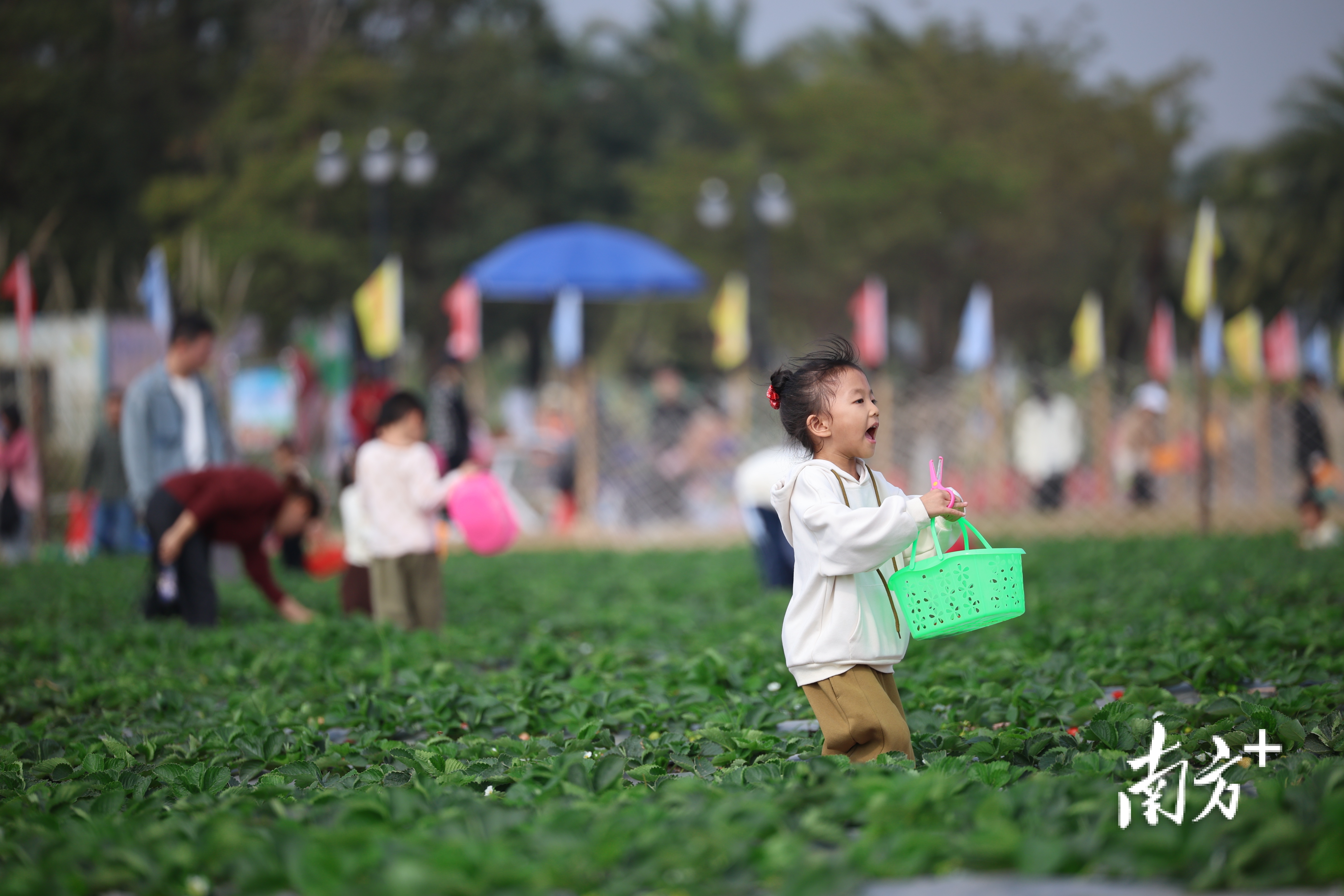 孩子穿梭在草莓地里，十分开心。&nbsp;