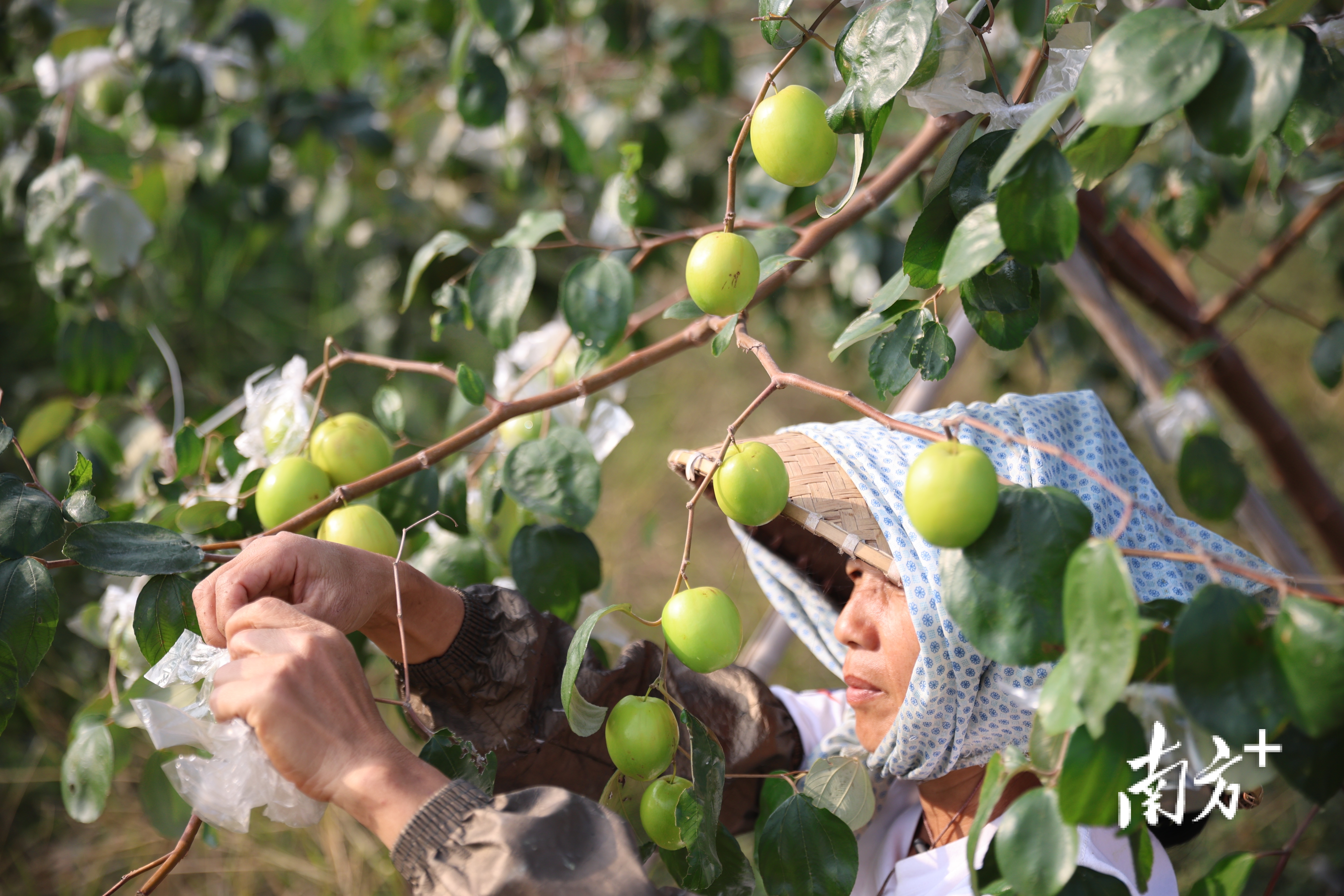 青枣挂满枝头，即将进入采摘季节。&nbsp;