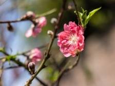 佛山桃花广州卖！荔湾迎春花市档主备货忙｜图集