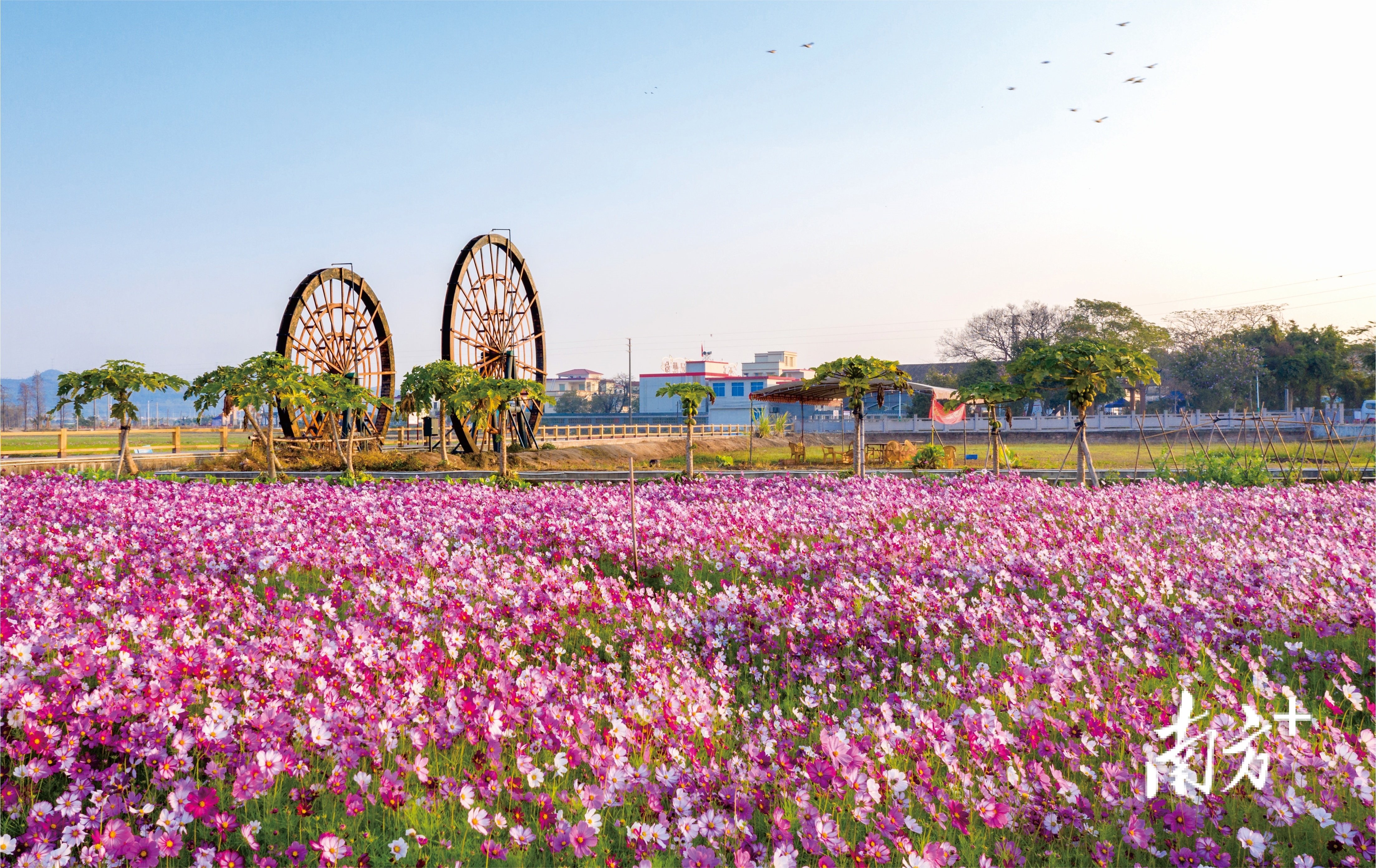 左步村。 南方+ 叶志文 拍摄 左步村。 南方+ 叶志文 拍摄