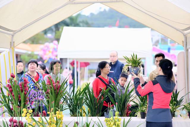 市民游客前来赏花、买花。 市民游客前来赏花、买花。