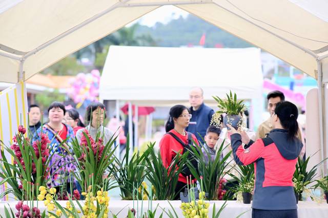 市民游客前来赏花、买花。