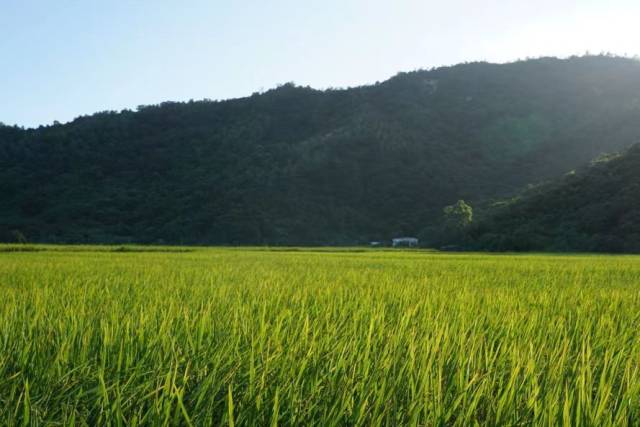 生态环境佳，雨热条件好，这是深汕好米的底气。图源：深汕视点