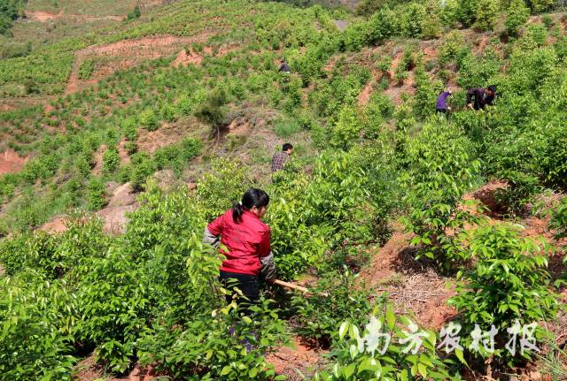 梅州平远县梅片树种植基地