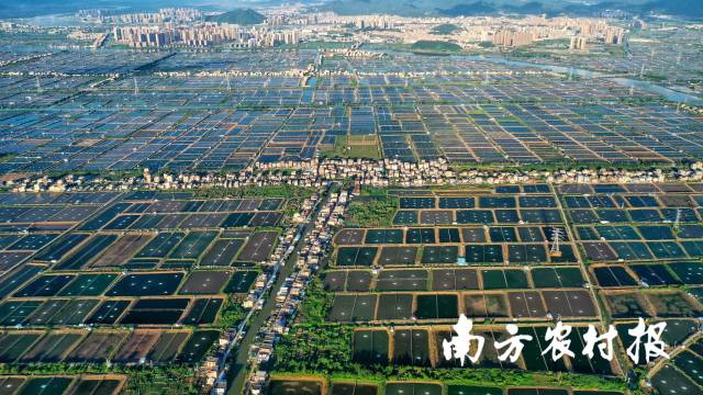 珠海斗门养殖基地。 珠海斗门养殖基地。