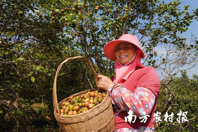 南方农村报 李嘉镓 制图