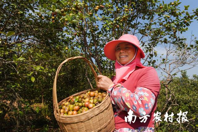 油茶丰收 油茶丰收