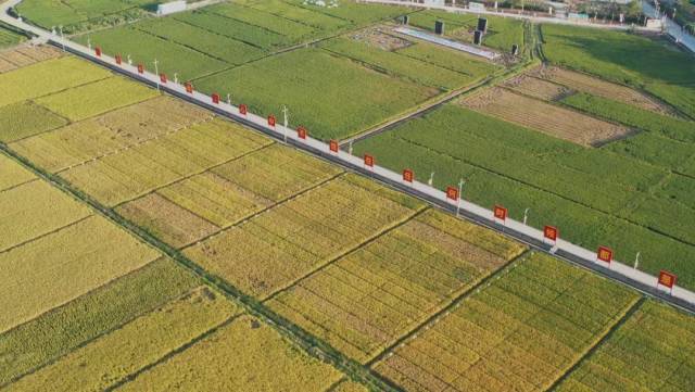 深汕特别合作区杂交水稻试验基地。图源:深汕视点 深汕特别合作区杂交水稻试验基地。图源:深汕视点