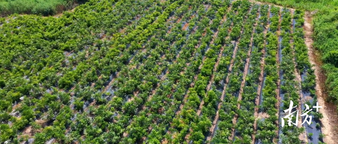 阳东区牛大力种植基地。资料图
