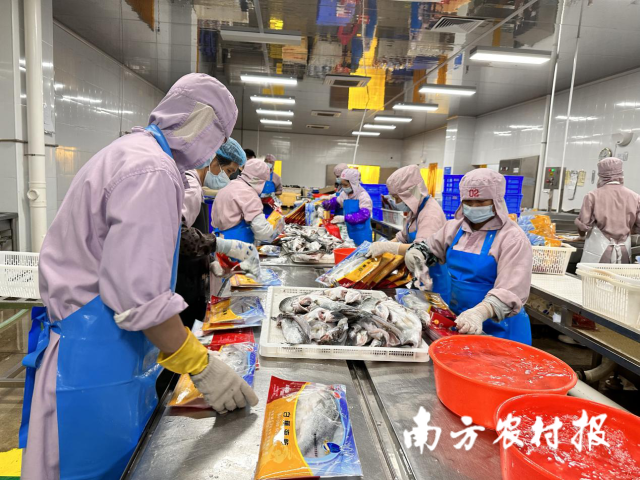 诚丰优品产业园内工人们正在装封海鲈鱼产品。 诚丰优品产业园内工人们正在装封海鲈鱼产品。