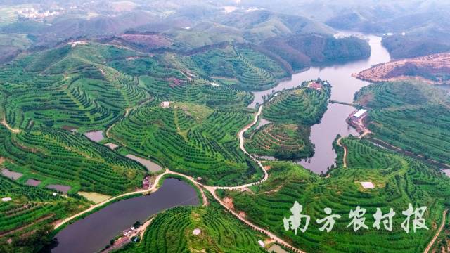化州橘红产业基地 化州橘红产业基地