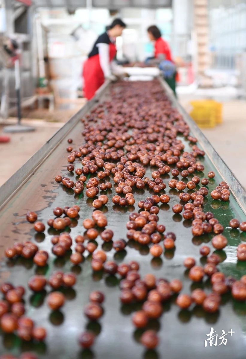 阳春市星宝坚果发展有限公司坚果加工生产线正在忙碌工作。资料图