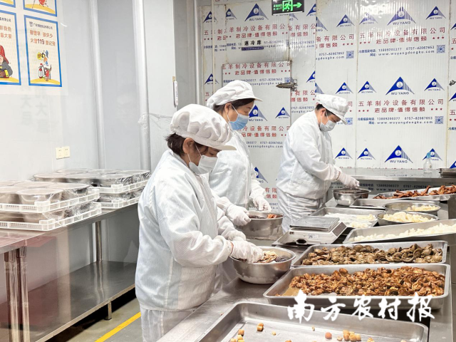 常胜鲍鱼加工厂正紧锣密鼓备年菜。 常胜鲍鱼加工厂正紧锣密鼓备年菜。