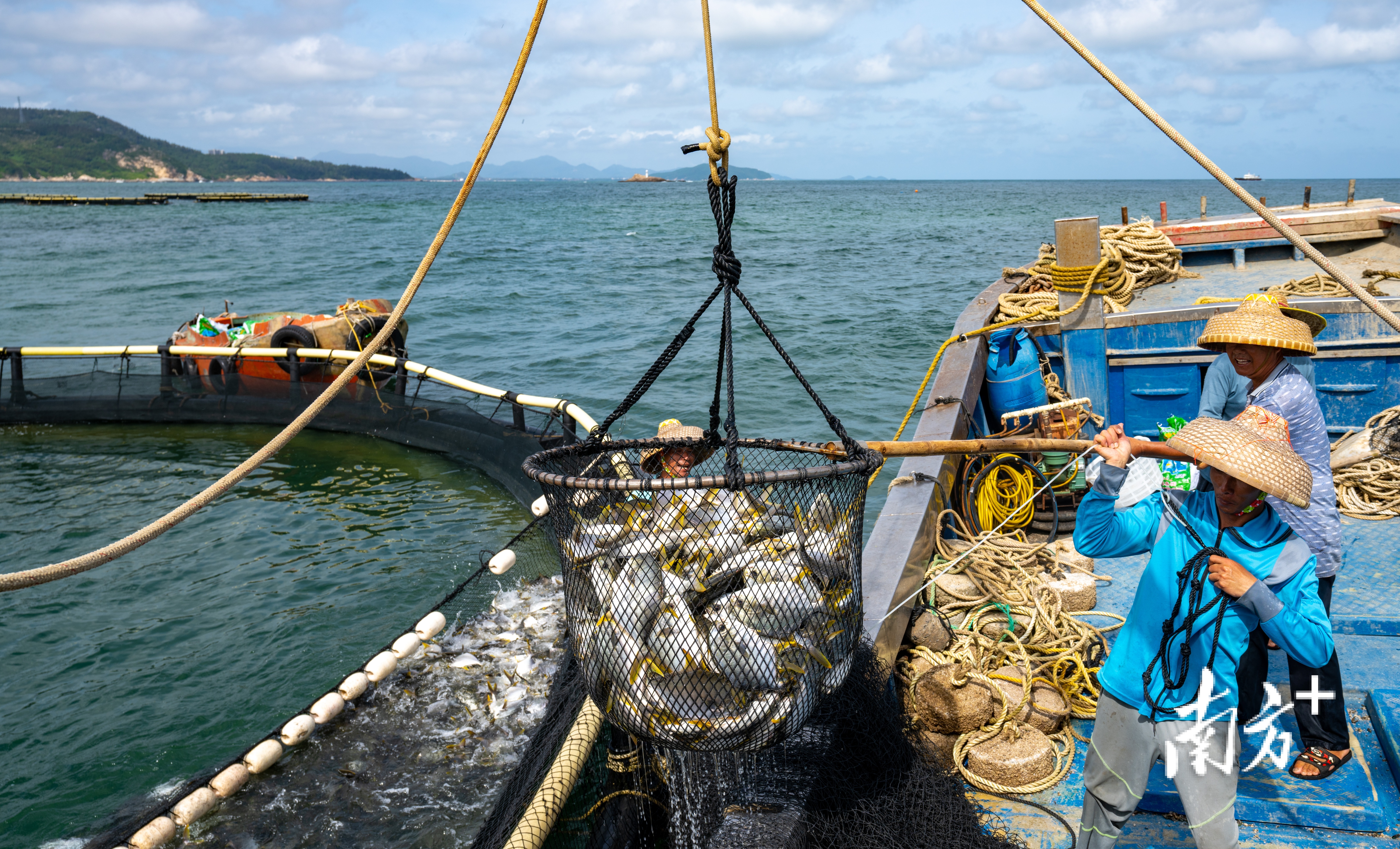 海洋牧场的深海网箱让阳江渔民收获满满。阳西县融媒体中心供图