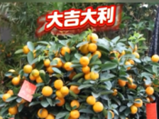 鲁迅为何对广东“行花街”情有独钟｜南方艺见