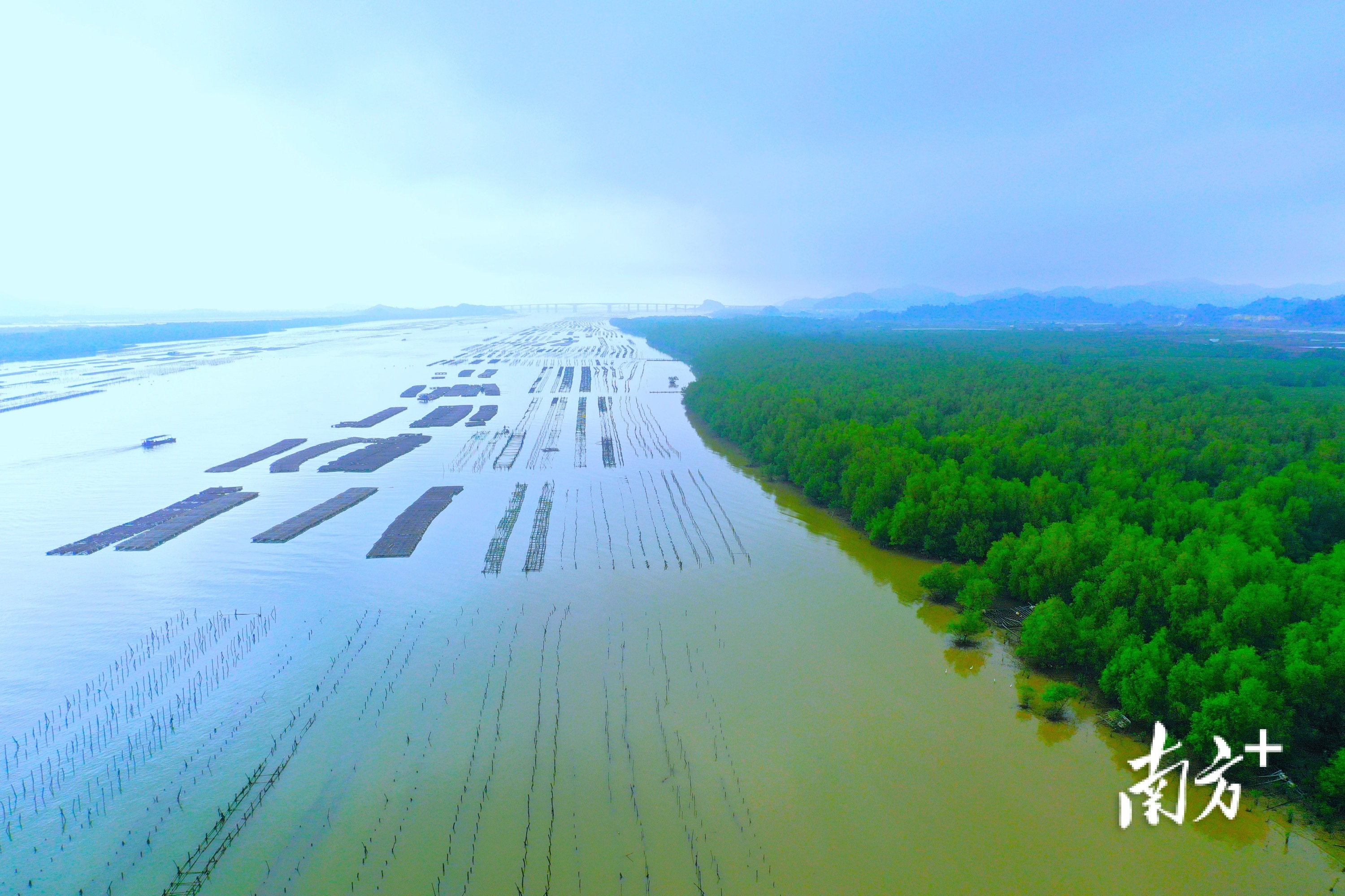 红树林素有“海上森林”“海洋卫士”之称。 南方+ 杨兴乐 拍摄