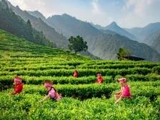 农村居民人均收入增长6.5%，县镇村高质量发展其势已成