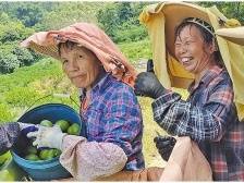 新兴县乡村振兴服务中心：跑好“接力赛” 拓宽“振兴路”