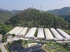 新兴县委书记陈哲江：以“头号力度”推进“头号工程”