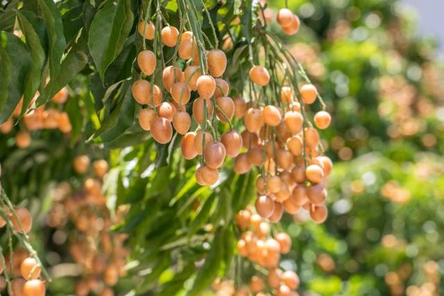 云浮郁南黄皮。