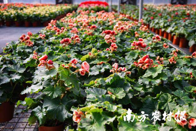 广州绿宝轩农业生态科技有限公司生产基地的丽格海棠待出货。