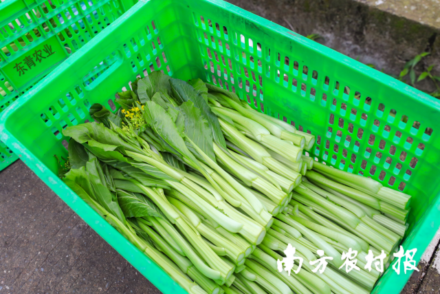 新鮮采摘的連州菜心