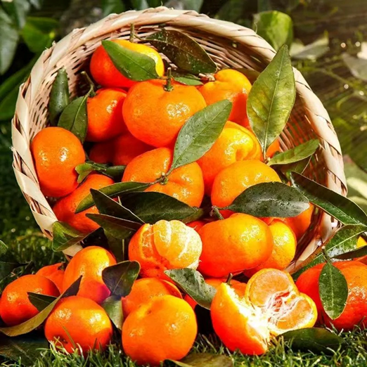 郁南是广东沙糖橘重要产区之一。