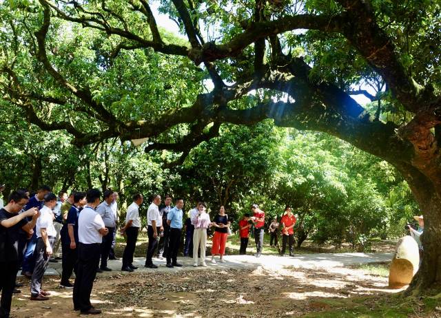 高州荔枝从“土特产”变成富民兴村的“大产业”。