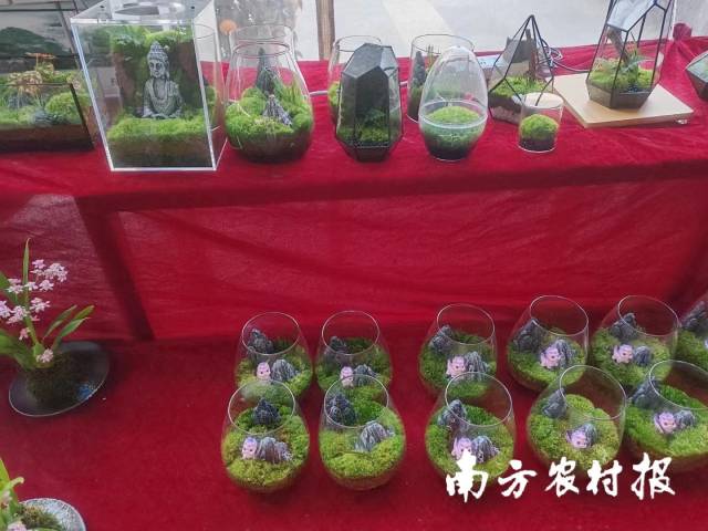 广东省农业科学院环境园艺研究所目前销售的微景观可谓别出心裁。