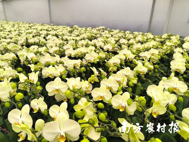 广州生辉园艺有限公司从化吕田基地的蝴蝶兰已全部预售。