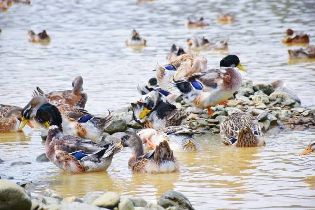 放养的连山麻鸭，肉质紧实有嚼劲。
