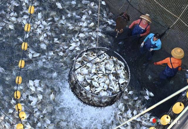 “海威2号”海上养殖平台，肥硕金鲳鱼活蹦乱跳。图/张锋锋 郎树臣 李忠 刘冀城