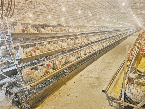 新会区恒谷家禽有限公司养殖基地提前做好防寒措施，鸡舍温度适宜，鸡的状态良好。