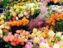 花市档位报名从速！2024年味非遗迎春花市约定你