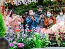 赏花、看展、游园！这份广州“年味”地图请收好