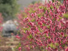 ​活动亮点抢先看，赏桃花、行大运就来江门礼乐桃花村