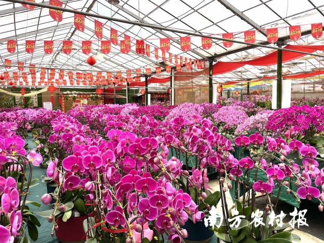 品种多，价格涨，销售热！广州年花市场迎来小高潮 
