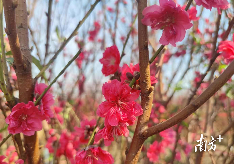 向东桃花花大、色艳、重瓣。