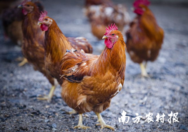 阳山鸡。 阳山鸡。