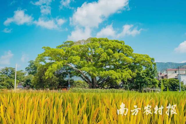 广东创新古树保护模式，8万株古树名木“老有所依” 