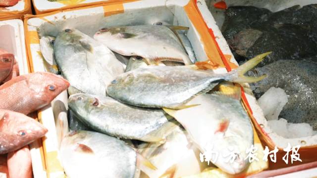 哈尔滨最大批发市场——哈达果菜批发市场卖的海鲈鱼、金鲳鱼多是从广东珠海、湛江批发来的。