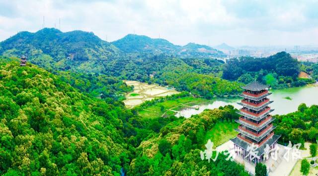 东莞市清溪古树群