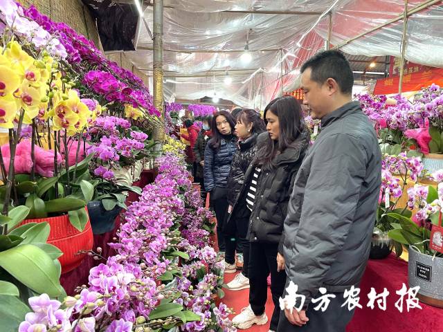 岭南花卉市场一片红红火火的销售景象。