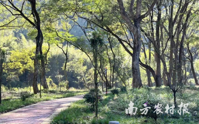 韶关市孔坝绿美古树公园