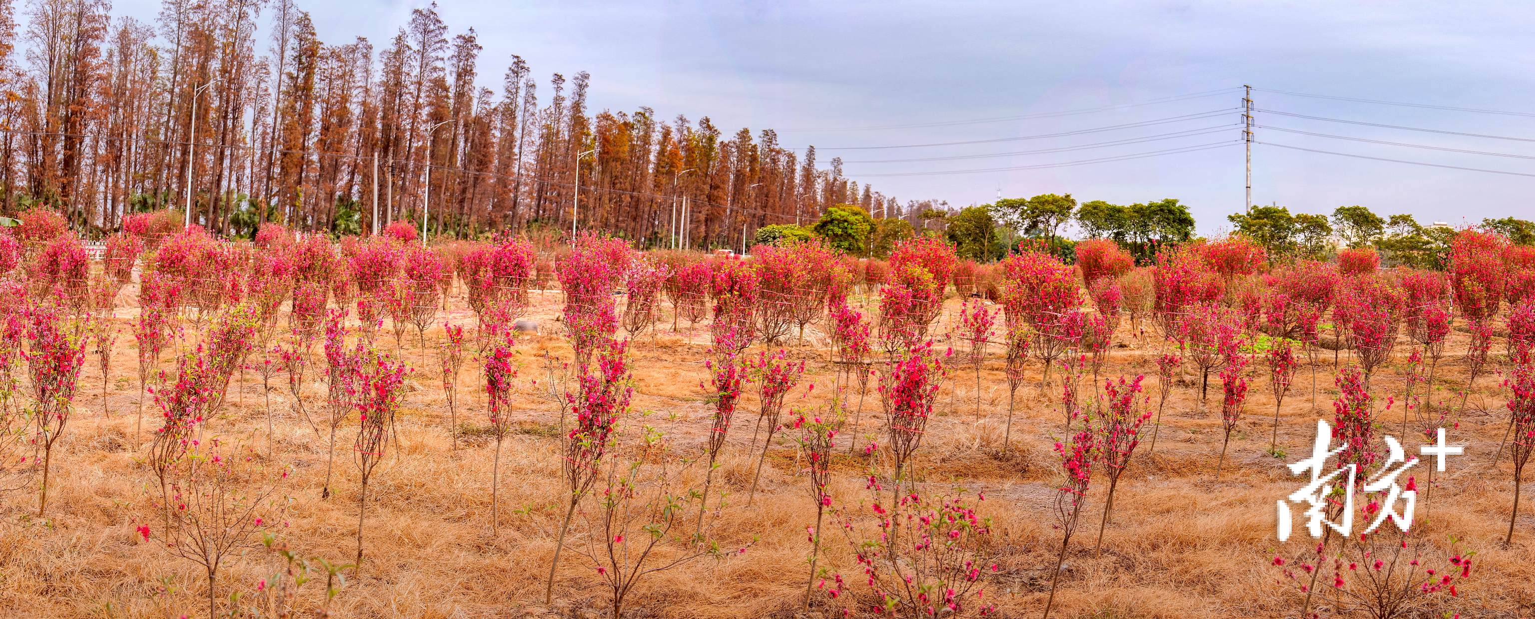向东桃花与羽林春秋接连成画。