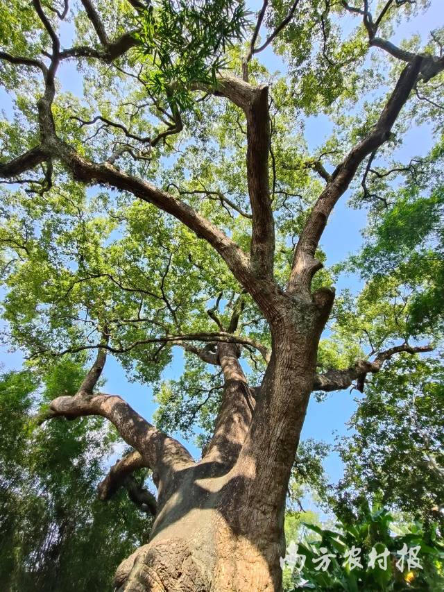 韶关市长来镇古樟树