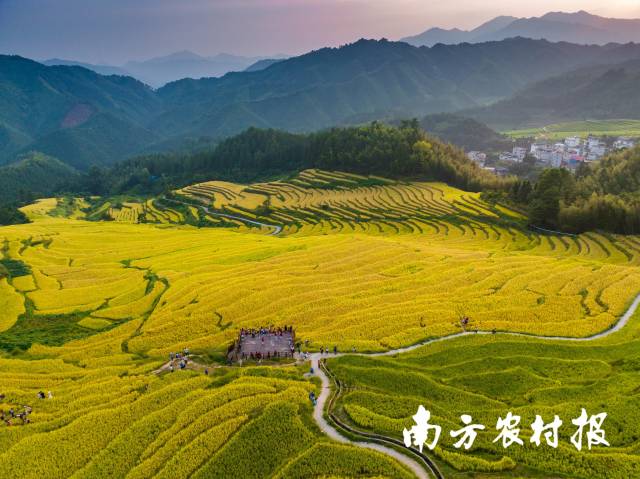 南方農(nóng)村報 李嘉鎵 制圖